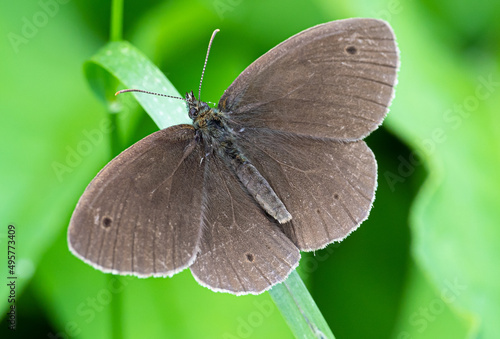 Selective focus shot of a brown satyrine standing on a green leaf photo