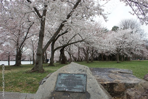 Cherry Blossoms DC