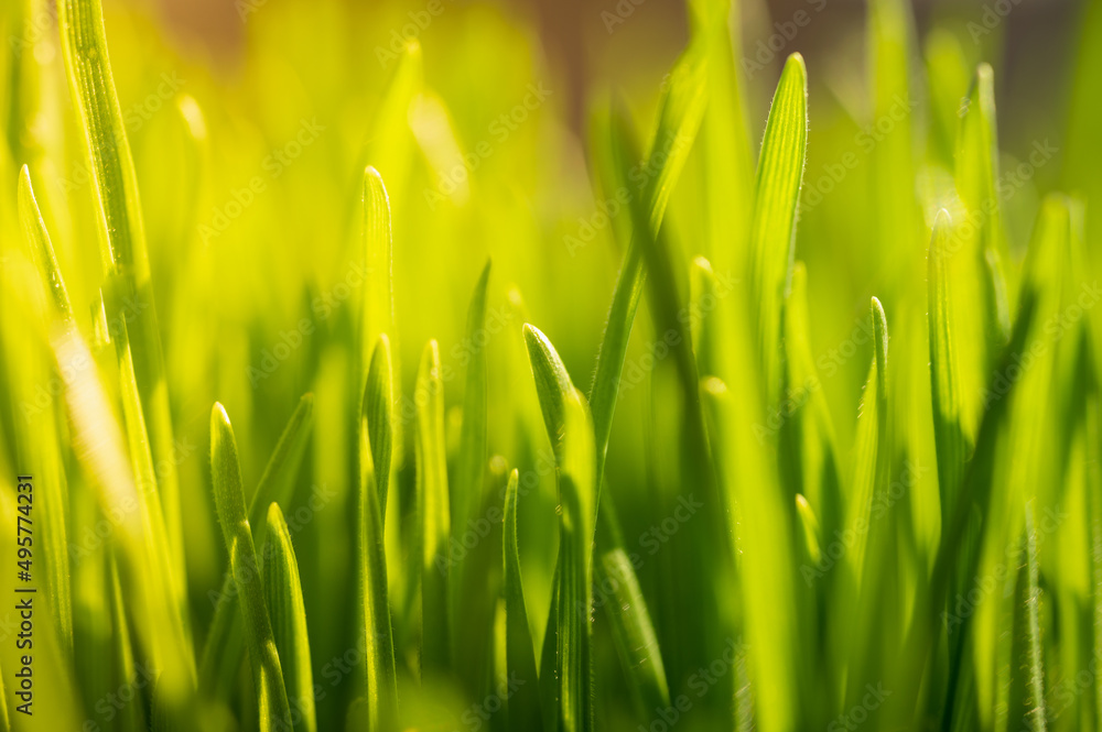 Bright vibrant green grass close-up 