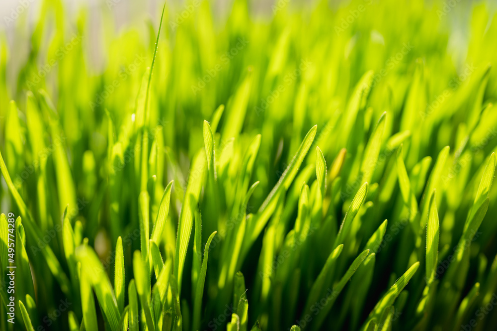 Bright vibrant green grass close-up 