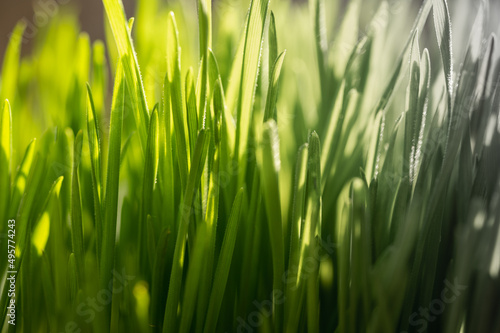 Bright vibrant green grass close-up. Graphic resource of morning grass in the sun  