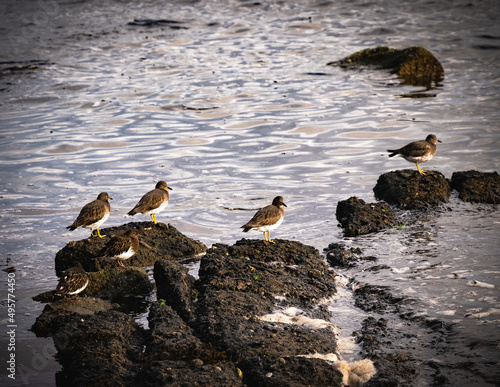 Group of cute surfbirds standing on rough coastal rocks photo