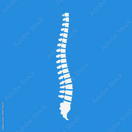 Side view of the spine on blue background