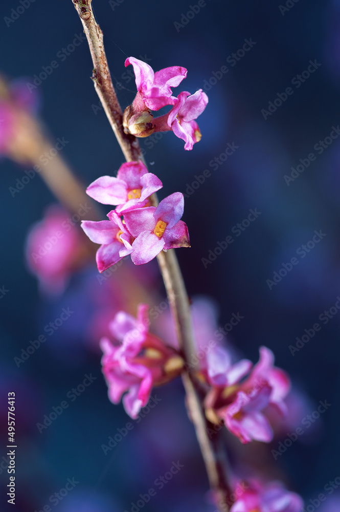 Daphne mezereum - tiny pink flowers on a branch. Daphne mezereum - tiny pink flowers on a branch.