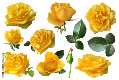 Fototapeta Naklejka Na Ścianę i Meble -  Yellow isolated roses set with leaves delicate flower branch on the white background, cutout object for decor, design, invitations, cards, soft focus and clipping path