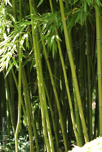 Fototapeta Vertical closeup of dense green bamboos growing in the forest