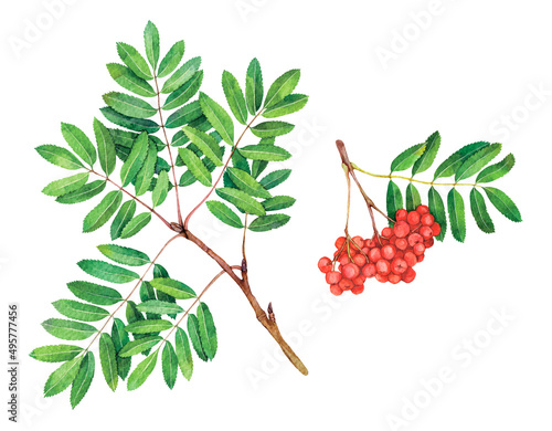 Watercolor Sorbus aucuparia or rowan, mountain-ash isolated on white background. Hand drawn painting plant illustration.