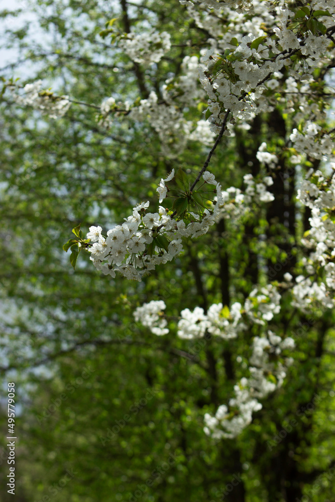 Branches of a blossoming tree against the sky. Cherry plum flowers.