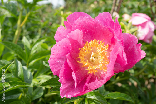 Beautiful blooming pink peony with water drops in a peony paradise surrounded by green leaves