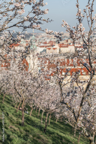 Wallpaper Mural Blooming almonds in Petrshiny Park in Prague, Czech Republic. Torontodigital.ca