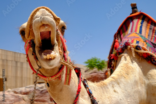 Valokuvatapetti Closeup of a beautiful angry camel at Petra Jordan