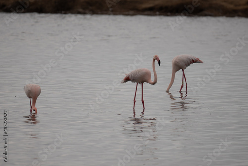 Kuba-Flamingo Phoenicopterus ruber Salinas del Odiel Huelva Spanien © EyeAmAmazed
