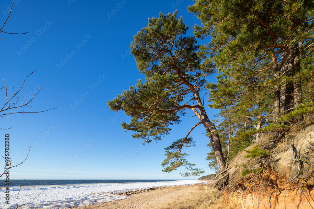 Beautiful landscape of Baltic sea. Sunny day. Pine trees. Beautiful landscape of Baltic sea. Sunny day. Pine trees.