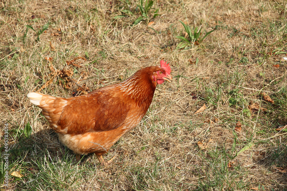 Fototapeta premium Haushuhn / Domestic Chicken / Gallus gallus domesticus