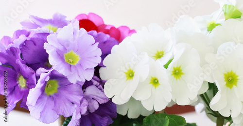 Closeup of pretty violet and white Primula Obconica flowers photo