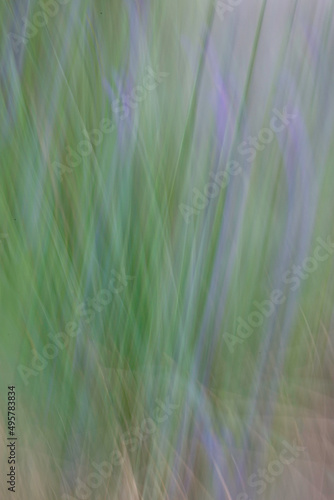 Slender Blue-eyed Grass