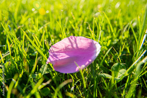 Wallpaper Mural pink flower petal in grass Torontodigital.ca