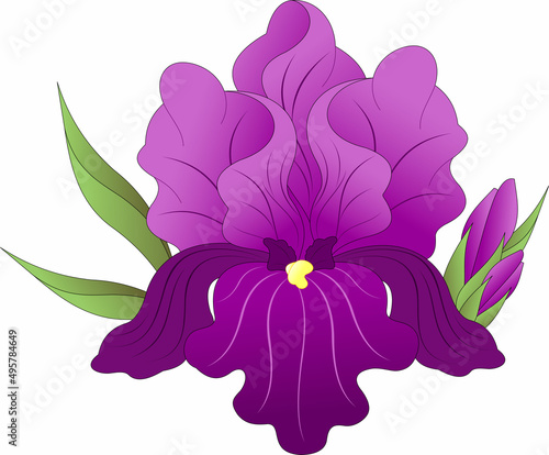 purple iris flower with unopened buds