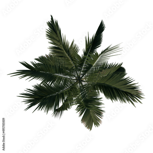 Top view of Tree ( Adolescent Alexander palm Tree Palm 3 ) Plant white background 3D Rendering Ilustracion 3D © Emmanuel Vidal