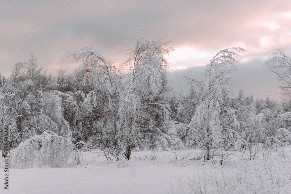 Fototapeta premium schöne Winterlandschaft mit schneebedeckten Bäumen im Abendlicht 