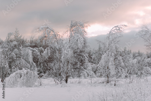 schöne Winterlandschaft mit schneebedeckten Bäumen im Abendlicht 