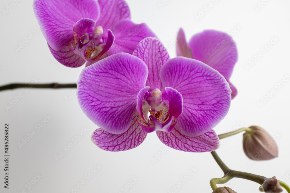 Obraz premium Pink orchids flowers on white background, close up. A bloom phalaenopsis orchid for publication, poster, calendar, screensaver, wallpaper, postcard, card, banner, cover, website. High quality photo