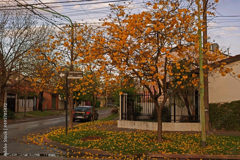 Naklejka premium Lapachos amarillos