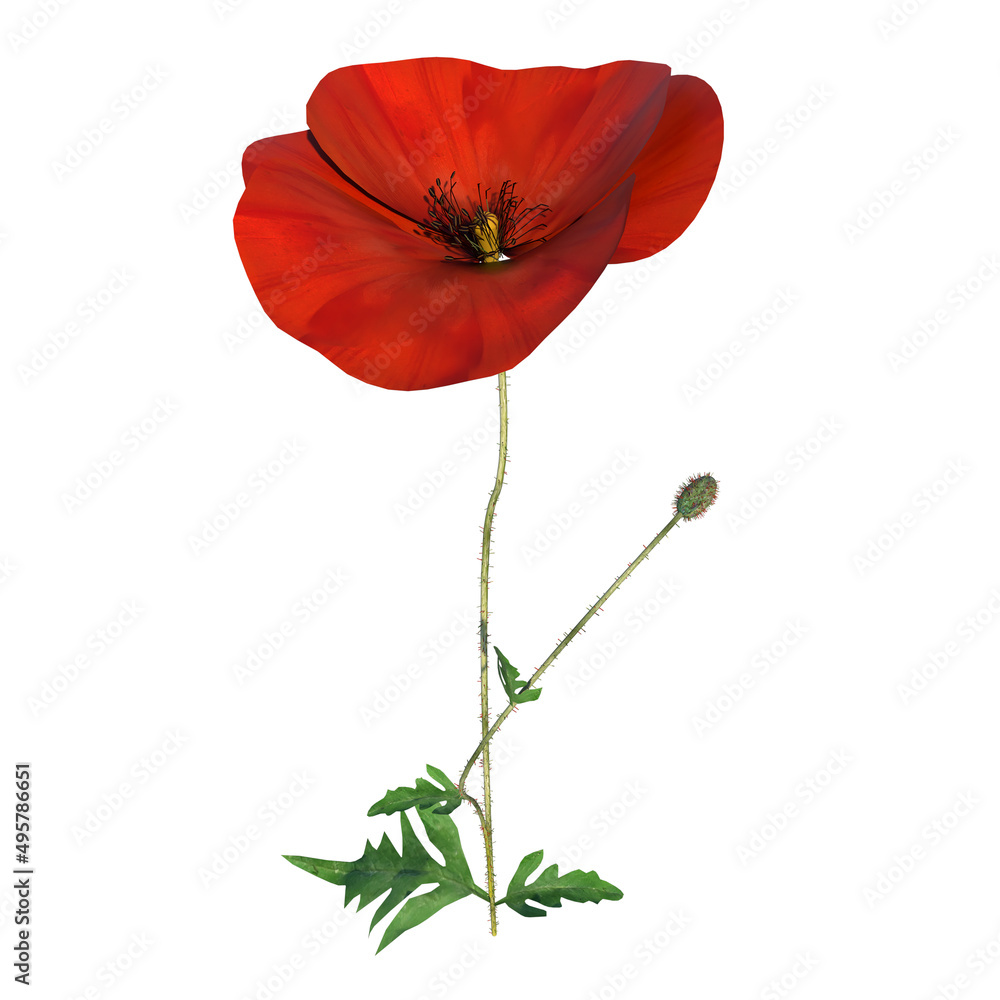 Front view of Flower Plant (Papaver rhoeas Common Poppy 3.2) Tree white background 3D Rendering Ilustracion 3D Front view of Flower Plant (Papaver rhoeas Common Poppy 3.2) Tree white background 3D Rendering Ilustracion 3D