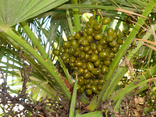 Palmetto with green berries photo