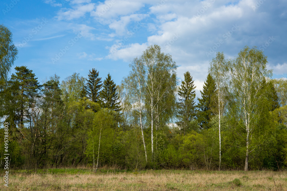 Spring forest landscape with birch trees and fir-trees and bushes. A backing from trees with fresh green foliage for branding, calendar, card, screensaver, wallpaper, poster, banner, cover, website Spring forest landscape with birch trees and fir-trees and bushes. A backing from trees with fresh green foliage for branding, calendar, card, screensaver, wallpaper, poster, banner, cover, website