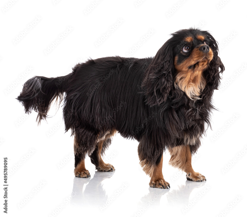 Cavalier king charles spaniel dog standing Cavalier king charles spaniel dog standing