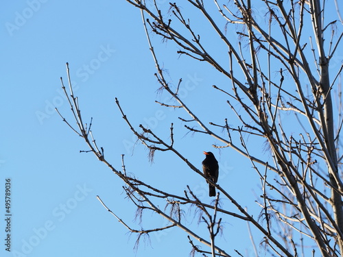 Male blackbird on a branch without leaves.