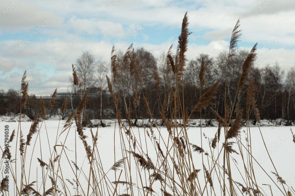 spring river tree reeds snow puddle spring river tree reeds snow puddle