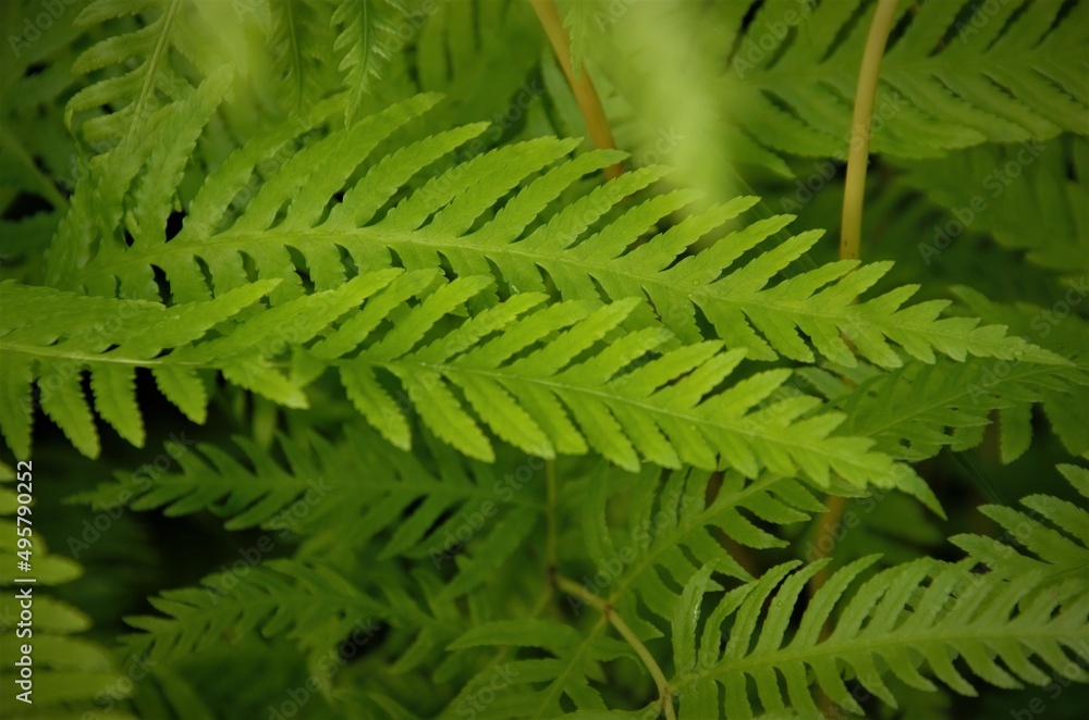 beautiful natural background of fern leaves, plants