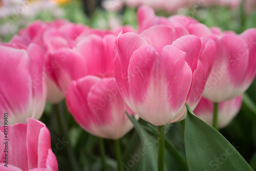 Light pink tulips in the Garden of Europe. Keukenhof photo