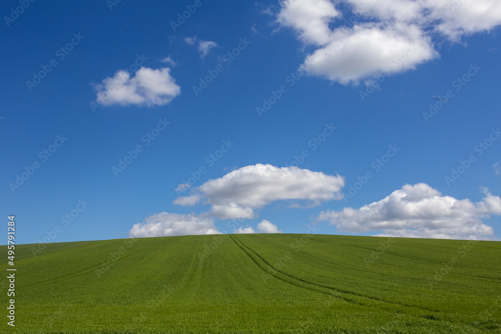 A green field and blue sky, background and copy space