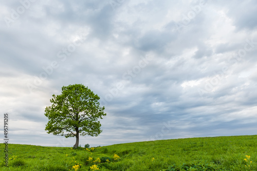 Lonely green oak in the field. Spring landscape with frown, thunderstorm sky.