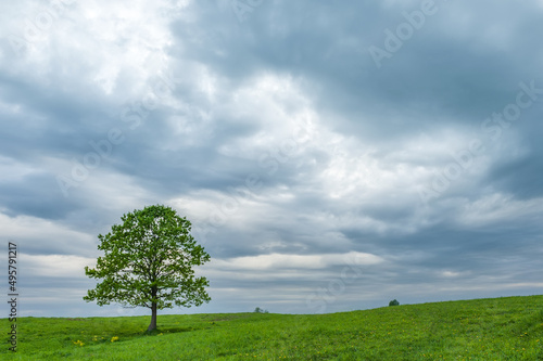 Lonely green oak in the field. Spring landscape with frown  thunderstorm sky.