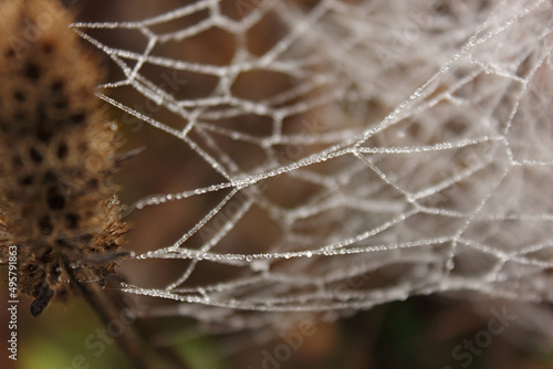 Beautiful shot of a frozen spider web during the day