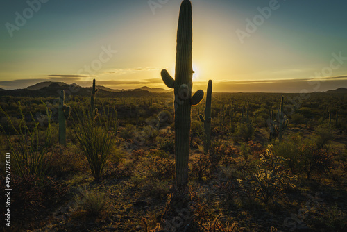 Sunset in the Sonoran Desert 