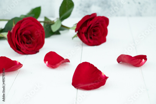 Closeup of two red roses and falen petals isolated on a white background photo