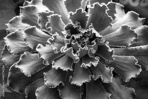 Top view succulent rosette with thin wavy leaves. A single echeveria plant, close-up. Succulent cabbage for poster, calendar, post, screensaver, wallpaper, postcard, banner, cover, website