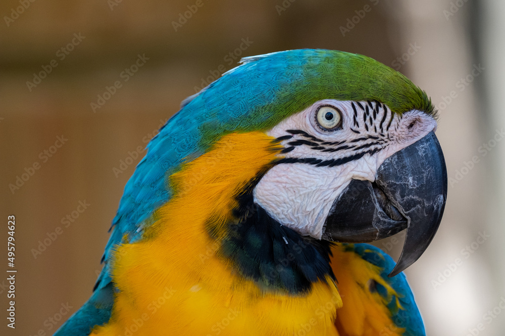 blue and yellow macaw