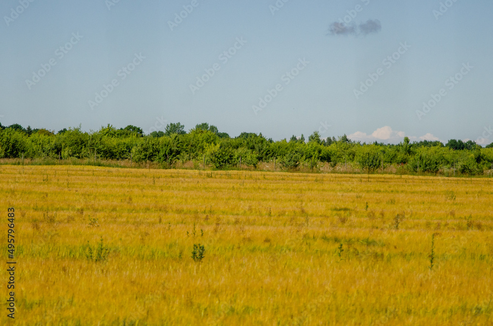 yellow cereal field