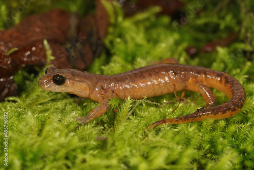 Lateral closeup on an adult, almost red, Californian Ensatina eschscholtzii salamander photo