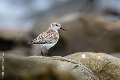 Semipalmated Sandpiper standing on rock with blurred background