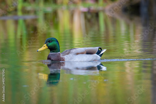 Male Mallard duck swimming on pond with reflection