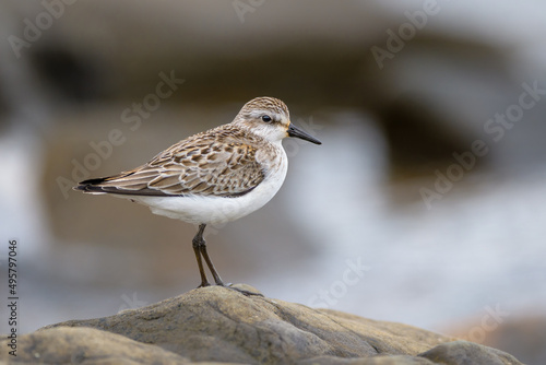 Semipalmated Sandpiper standing on rock with blurred background
