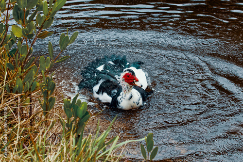 A duck at a lake