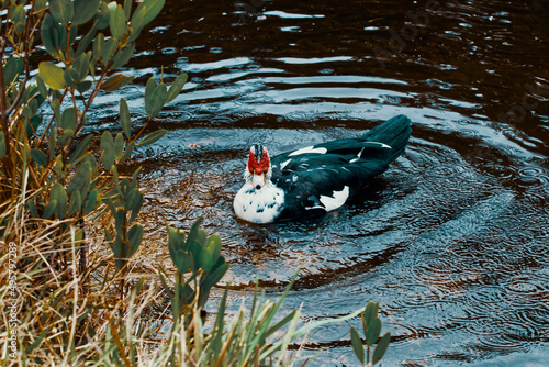 A Duck at a lake